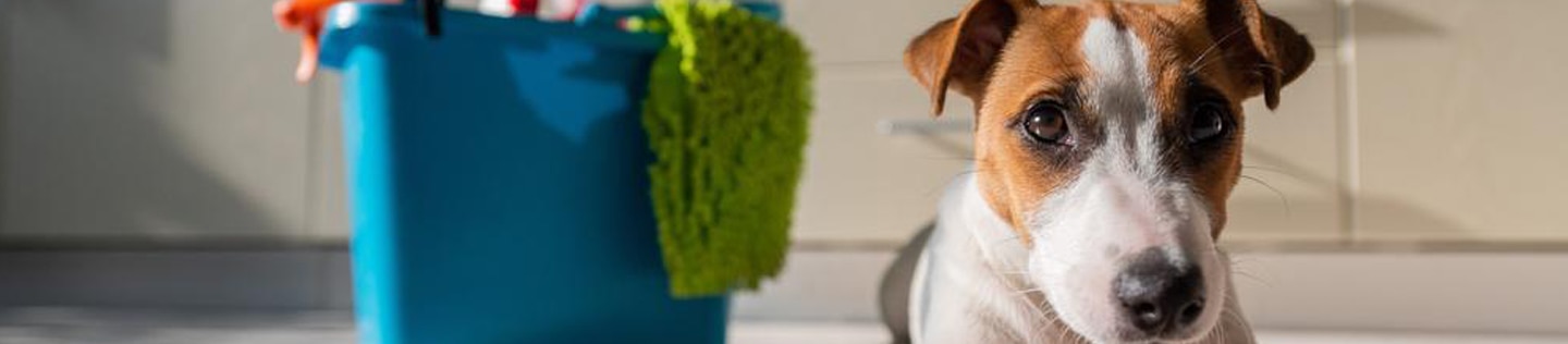 Dog lying in the kitchen with grooming accessories next to it