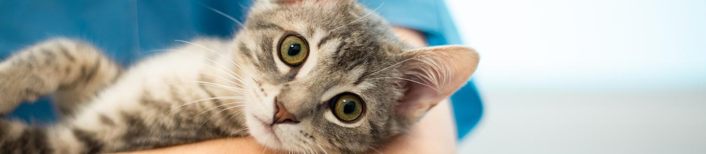 Female veterinarian doctor is holding a cat on her hands