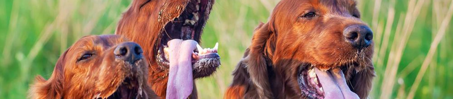 Funny drooling salivating pet dogs panting in the grass in a hot summer