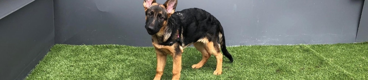 A puppy standing on grass.