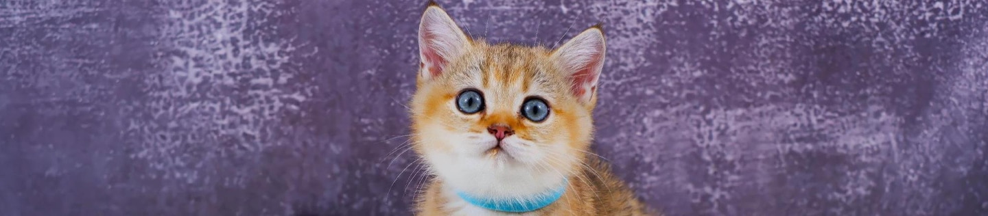 Adorable golden kitten with blue eyes sits on a fluffy white rug against a purple background
