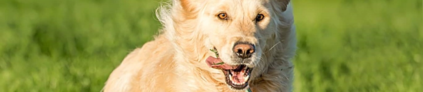 A golden retriever dog running on a field