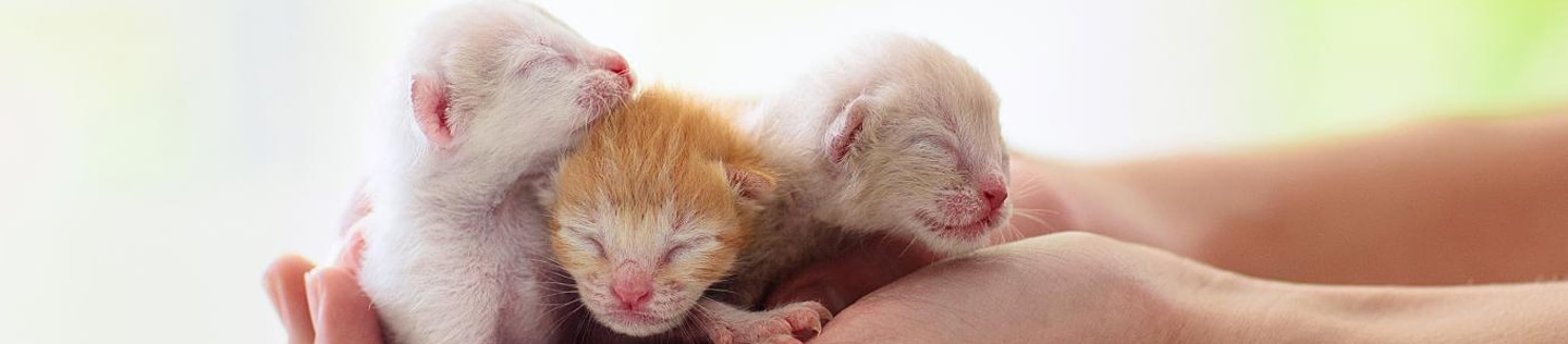 Kittens sleeping in man hands