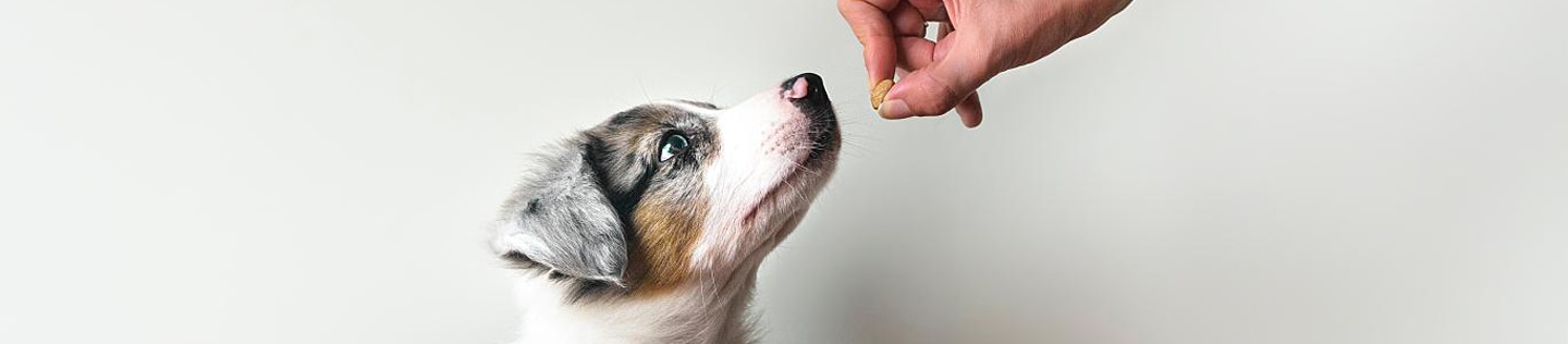 Owner giving prize to dog