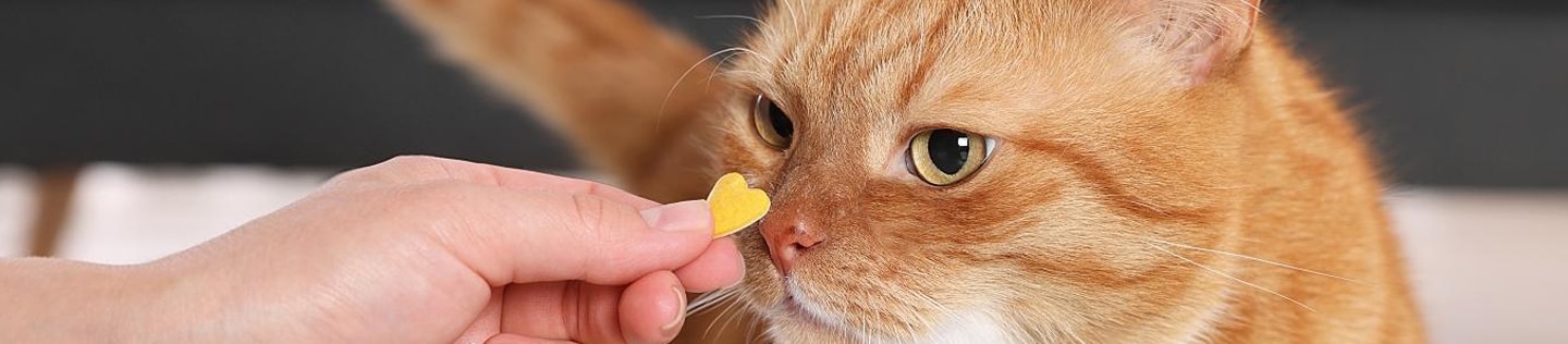 Someone holds a vitamin to a cat's nose