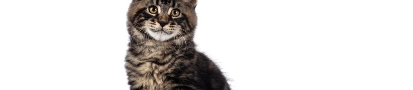 A kitten sits in a litter box.