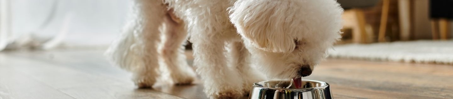 A dog eats from a bowl.