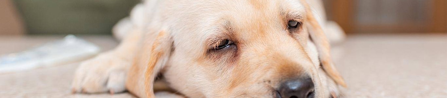Yellow lab puppy lies down on the floor