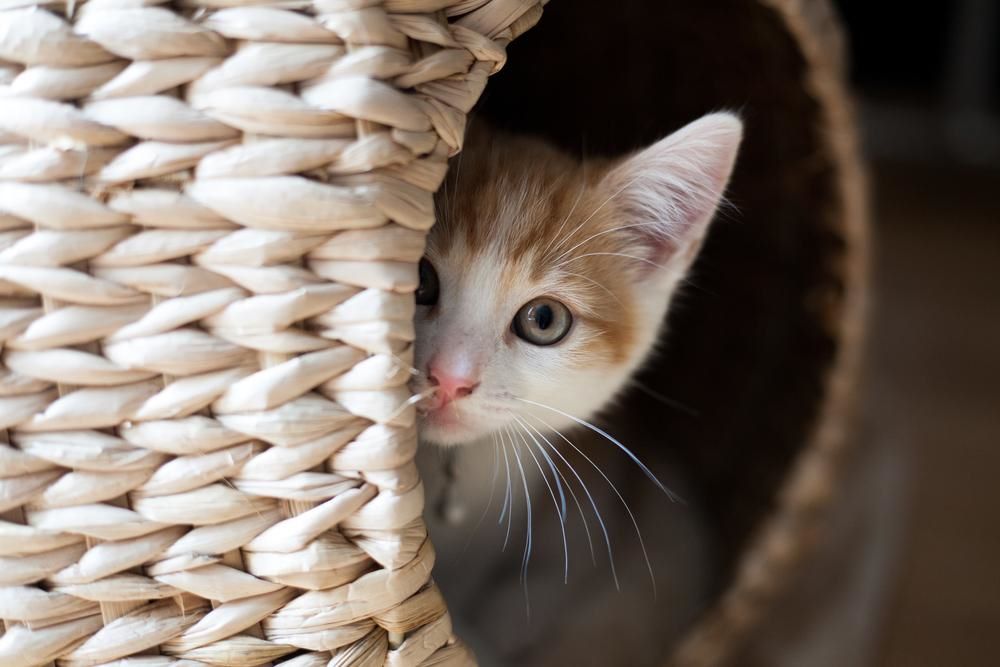 kitten peeking out from a basket