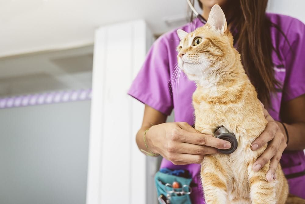 orange cat being examined by a vet