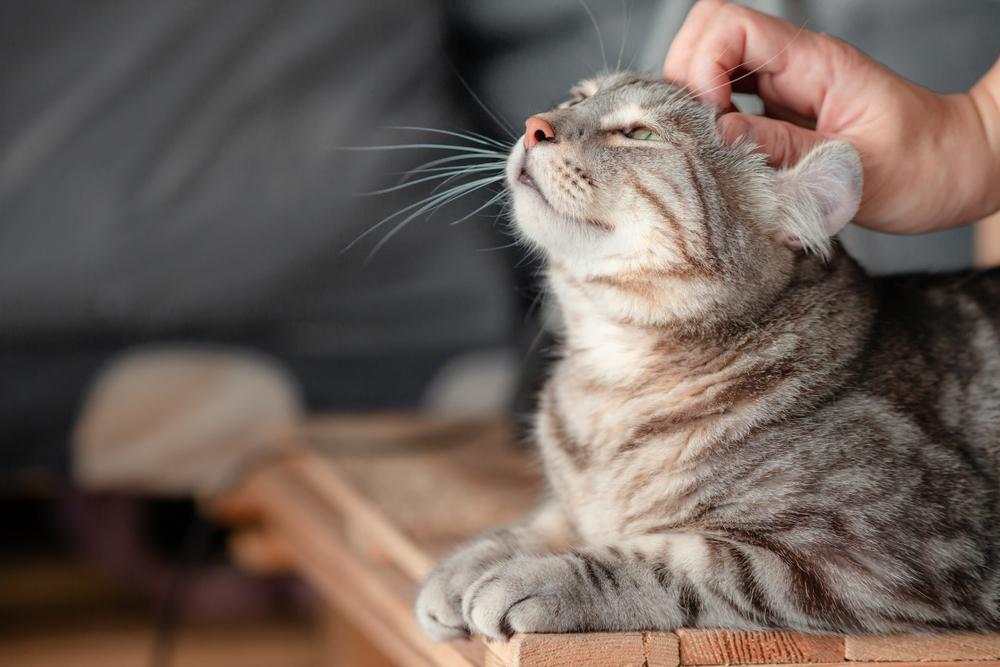 Owner petting his cat