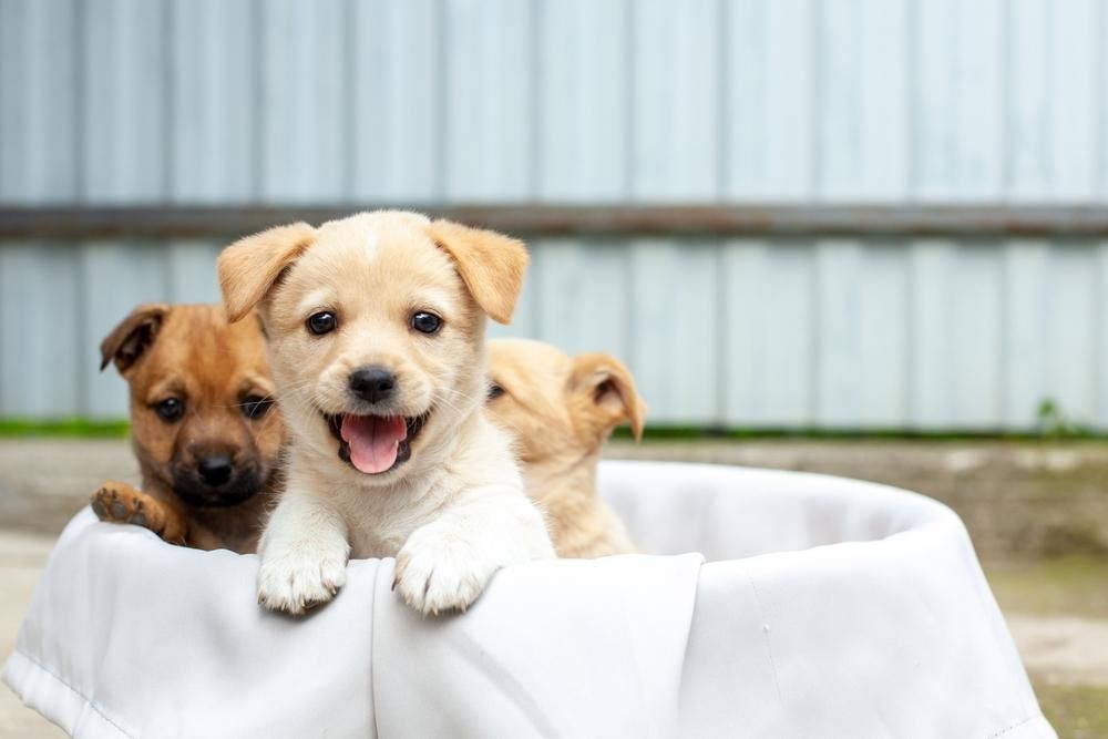 three puppies inside a basket