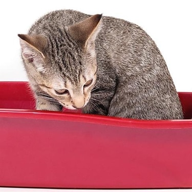 A small gray and brown cat in a red litter box.