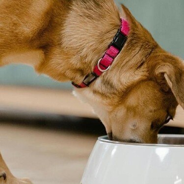 A puppy with pink collar eats wet food from a bowl