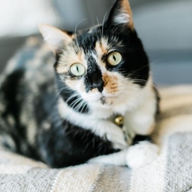 Calico Cat Portrait