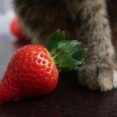 Paws of a cat next to a strawberry