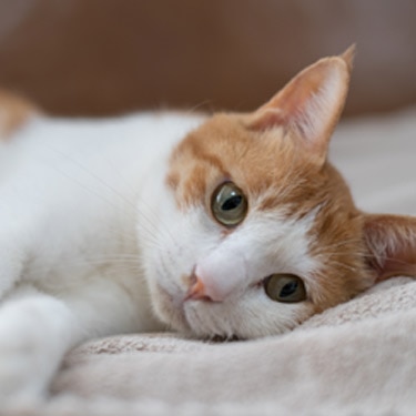 A cat lies down.