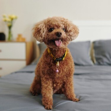 Excited red brown poodle dog sitting on bed with tongue out
