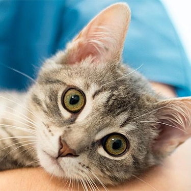 Female veterinarian doctor is holding a cat on her hands