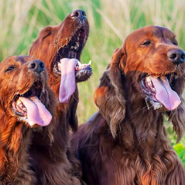 Funny drooling salivating pet dogs panting in the grass in a hot summer