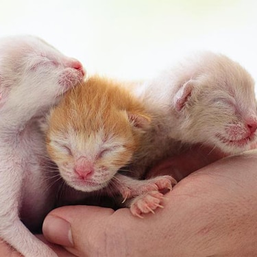 Kittens sleeping in man hands