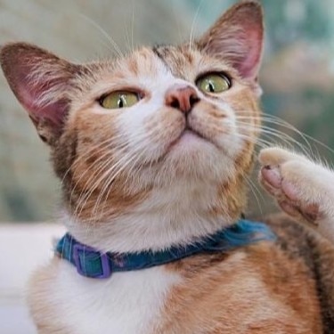 Itchy cat try to scratching its skin. Concept for pet skin's health problem from flea parasit.