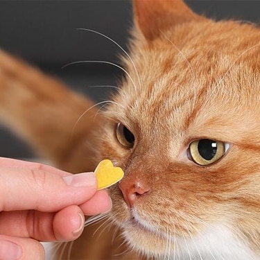 Someone holds a vitamin to a cat's nose