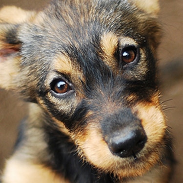 Dog looking up