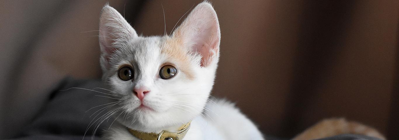 a white kitten with a yellow collar