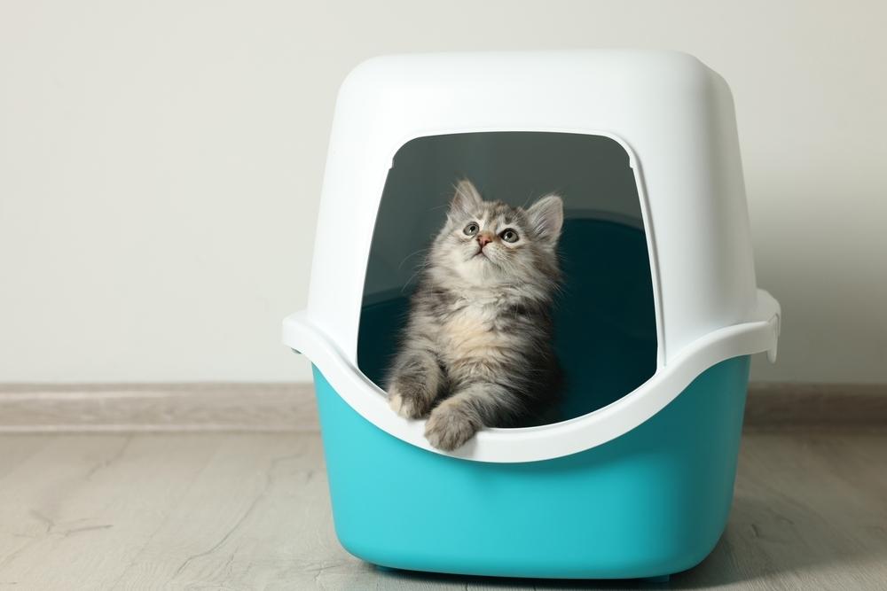 Kitten inside a litter box