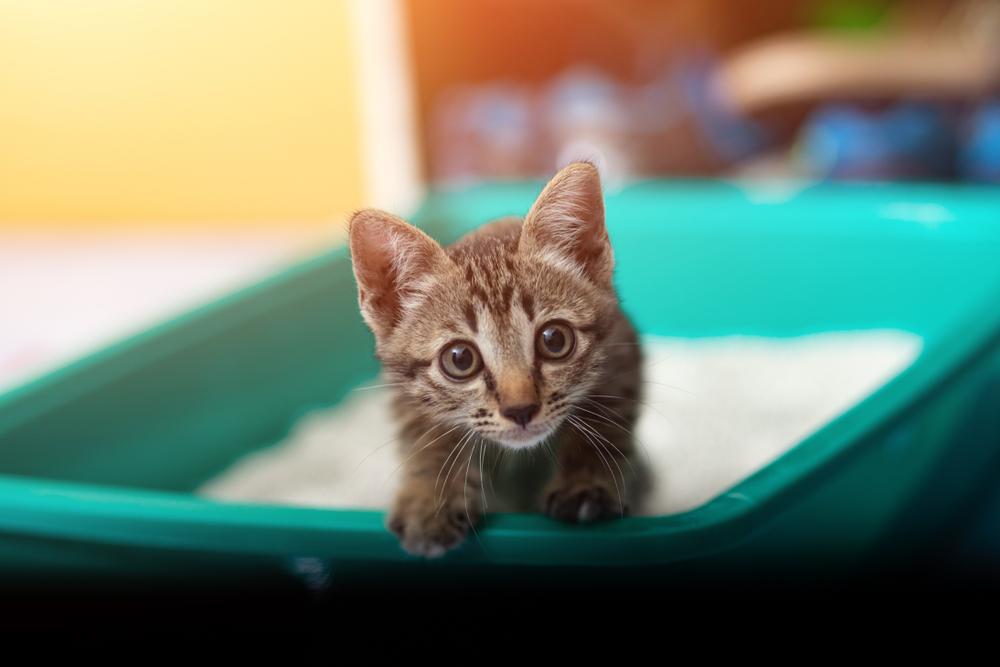 Kitten looking inside a litter box