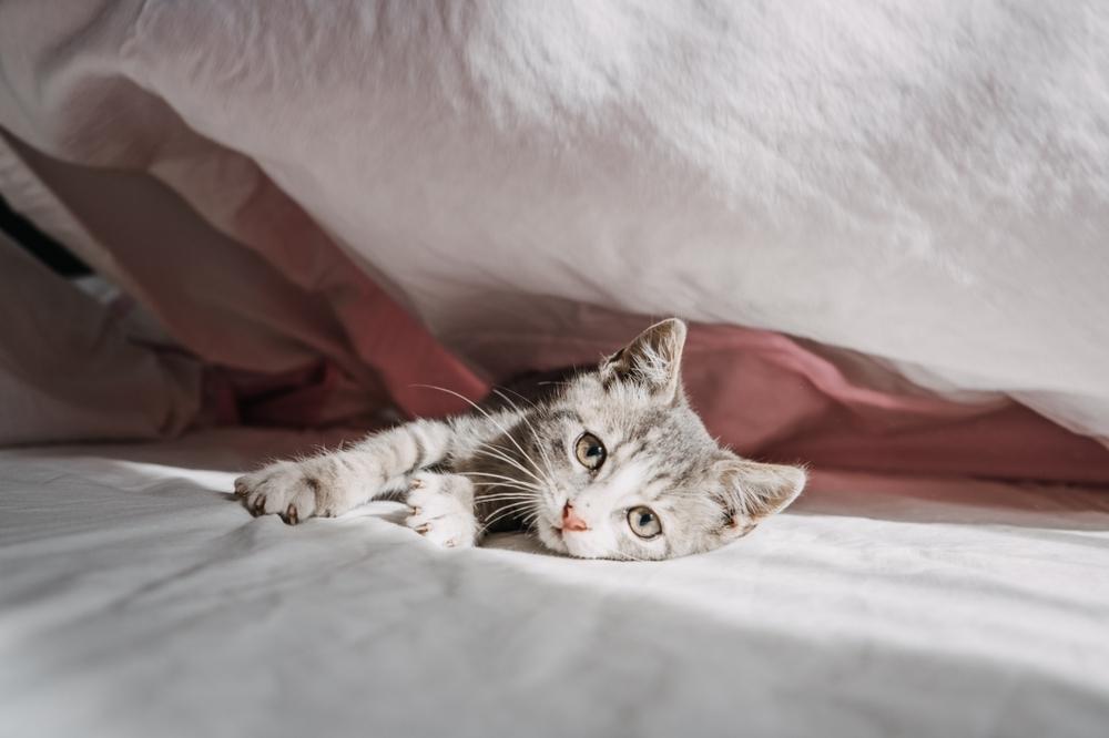 kitten lying on a bed with some sheets on top