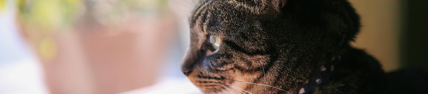 A cat looks out a window.