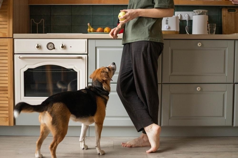 Man giving apple to a dog