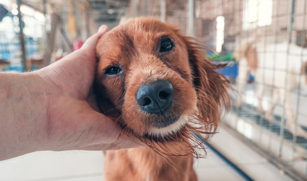 Owner pets his dog