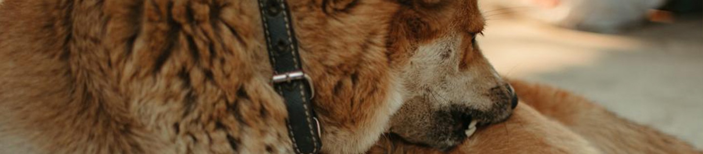 A dog nibbles at their leg.