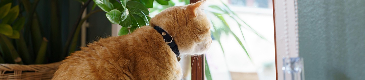 An orange cat looks out the window.