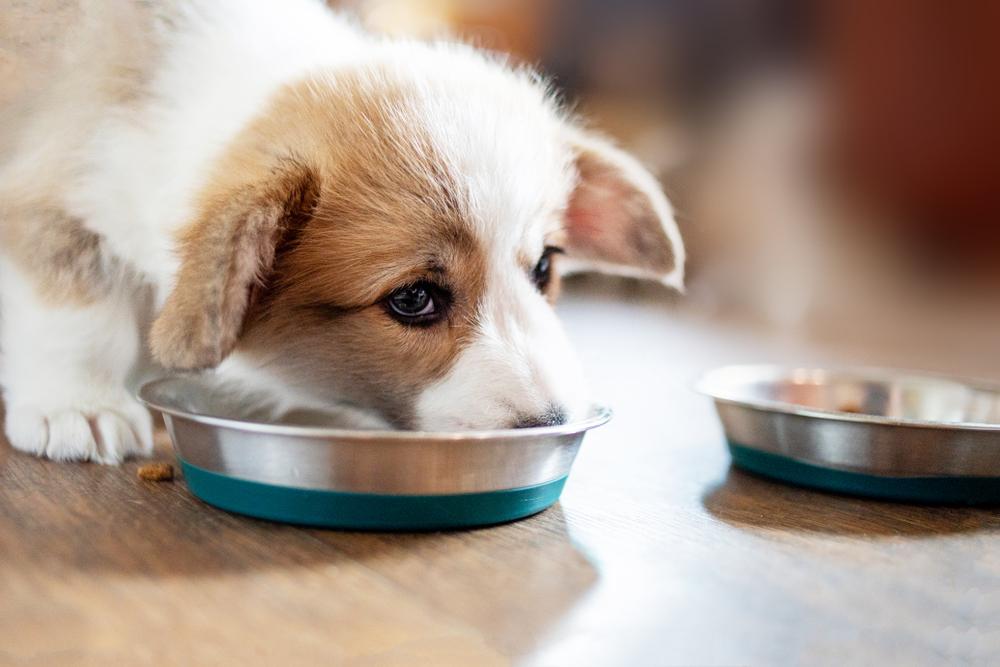 Puppy eating from his bowl