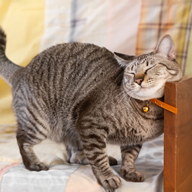 A tabby cat with its eyes closed rubbing its cheek against the edge of wooden furniture while standing on a sofa