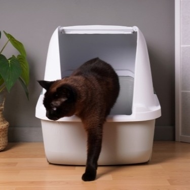 A cat climbs out of a litter box.