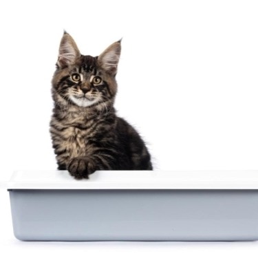 A kitten sits in a litter box.