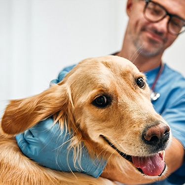 Veterinarian examining golden retriever dog.