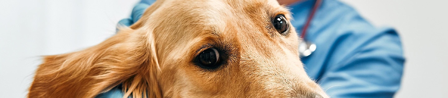 Veterinarian examining golden retriever dog.