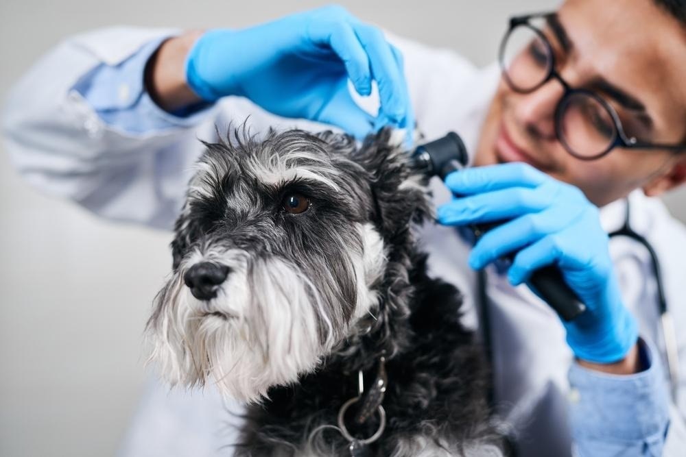 Vet checking the dog's ear
