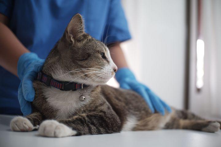 Veterinarian wearing blue gloves examining a tabby cat on the examination table