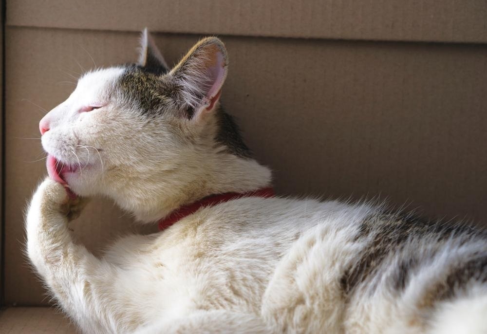 White cat licking its paw