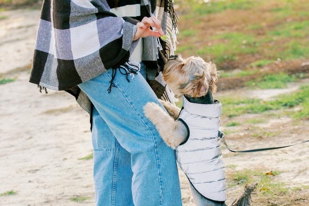woman giving apple to a dog