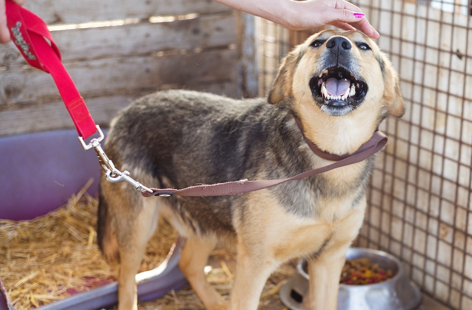 Woman petting a dog on red leash at shelter