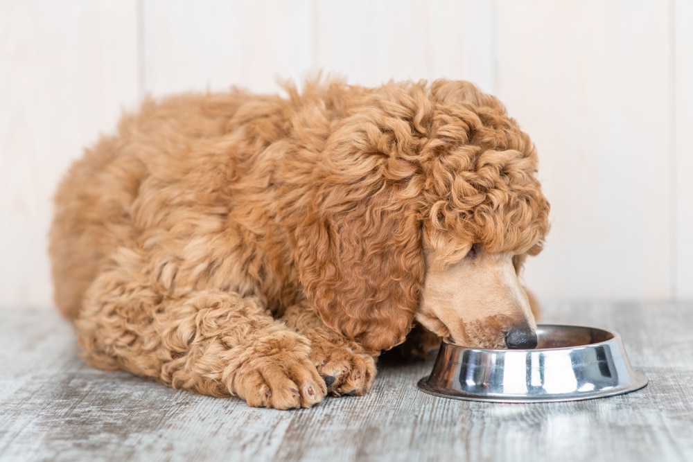 A light brown standard poodle puppy sticks their nose in a metal food bowl
