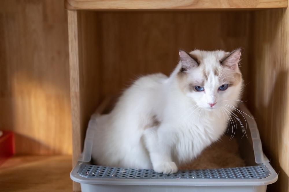 a white cat with brown spots in a litter box